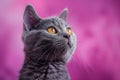 Digital image of gray cat with yellow eyes looking, high quality, high resolution Royalty Free Stock Photo