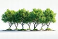 Digital image of  group of trees on a white background, high quality, high resolution Royalty Free Stock Photo