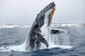 Digital image of  humpback whale breaching out of the water, high quality, high resolution Royalty Free Stock Photo