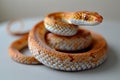 Digital image of  snake with its tail curled on a white background Royalty Free Stock Photo