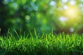 Digital image of spring background with blurred green grass and sun rays, copy space Royalty Free Stock Photo