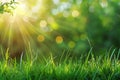 Digital image of spring background with green grass and blurred sun rays Royalty Free Stock Photo