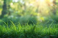 Digital image of spring background with green grass and blurred sun rays Royalty Free Stock Photo