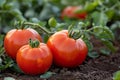 Digital image of three red tomatoes are on top of each other, high quality, high resolution Royalty Free Stock Photo