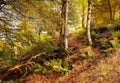 Digital impressionist style painting of an autumn woodland scene with a hillside path between trees with orange leaves and ferns Royalty Free Stock Photo