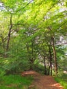 Digital impressionist style painting of a bright woodland pathway with tall green trees in summer sunlight