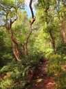 Digital impressionist style painting of a dense green forest pathway with ferns grass and tall trees in summer sunlight Royalty Free Stock Photo