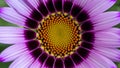 Digital Macro close up of violet purple African cape osteospermum daisy Royalty Free Stock Photo