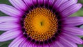 Digital Macro close up of violet purple African cape osteospermum daisy Royalty Free Stock Photo