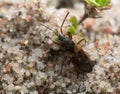 Eremocoris abietis on sand