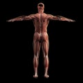 Digital model of muscular system, 3d rendering