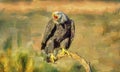 Digital oil painting of bald eagle on roost