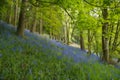 A digital oil painting of a carpet of bluebell flowers in a woodland using a shallow depth of field Royalty Free Stock Photo