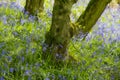 A digital oil painting of a carpet of bluebell flowers in a woodland using a shallow depth of field Royalty Free Stock Photo