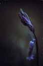 Digital oil painting of purple bluebell flowers in a moody woodland setting using a shallow depth of field