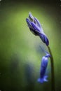 Digital oil painting of purple bluebell flowers in a moody woodland setting using a shallow depth of field Royalty Free Stock Photo