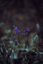 Digital oil painting of purple bluebell flowers in a moody woodland setting using a shallow depth of field