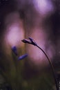 Digital oil painting of purple bluebell flowers in a moody woodland setting using a shallow depth of field Royalty Free Stock Photo