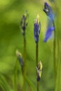 Digital oil painting of purple bluebell flowers in a moody woodland setting using a shallow depth of field