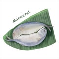 Digital paint watercolor mackerel fish isolated on white background