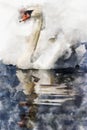 Abstract watercolor painting illustration of a mute swan Royalty Free Stock Photo