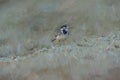 Digital painting of an adult Pied Wagtail, Motacilla Alba Yarrellii on frozen grassland