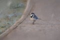 Digital painting of an adult Pied Wagtail, Motacilla Alba Yarrellii on frozen grassland