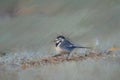 Digital painting of an adult Pied Wagtail, Motacilla Alba Yarrellii on frozen grassland