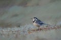 Digital painting of an adult Pied Wagtail, Motacilla Alba Yarrellii on frozen grassland