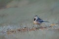 Digital painting of an adult Pied Wagtail, Motacilla Alba Yarrellii on frozen grassland