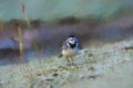 Digital painting of an adult Pied Wagtail, Motacilla Alba Yarrellii on frozen grassland