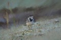 Digital painting of an adult Pied Wagtail, Motacilla Alba Yarrellii on frozen grassland