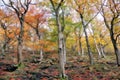 digital painting of autumn woodland with colorful leaves and tall trees growing in a moss covered rocky hillside Royalty Free Stock Photo