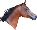 Illustration of Bay Arabian Horse Head Digital Painting