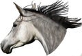 Illustration of Dark Grey Arabian Horse Head With Flowing Mane Digital Painting