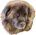 Illustration of Leonberger Dog Head Digital Painting Royalty Free Stock Photo