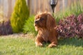 Digital painting of a closeup profile shot of a single isolated ruby Cavalier King Charles Spaniel