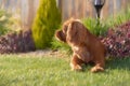 Digital painting of a closeup profile shot of a single isolated ruby Cavalier King Charles Spaniel