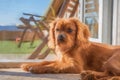 Digital painting of a closeup profile shot of a single isolated ruby Cavalier King Charles Spaniel