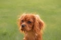 Digital painting of a closeup profile shot of a single isolated ruby Cavalier King Charles Spaniel