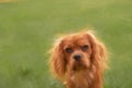 Digital painting of a closeup profile shot of a single isolated ruby Cavalier King Charles Spaniel