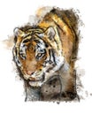 Tiger on the prowl digital painting portrait