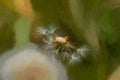 Digital painting of a dandelion pappus using a shallow depth of field