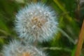 Digital painting of a dandelion pappus using a shallow depth of field
