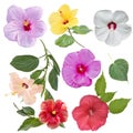 Digital Painting of Hibiscus flowers isolated on white background Royalty Free Stock Photo