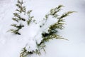 A small thuja bush covered with snow.