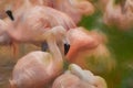 Fine art, artwork. Digital abstract oil painting of a juvenile Flamingo