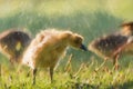 Digital painting of a baby Branta canadensis Canada Goose Gosling waterfowl feeding