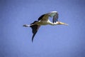 Digital painting of a painted stork in flight.