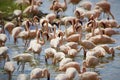 Digital painting of a flock of flamingos in the water.